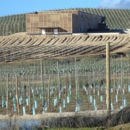 Almazara Olisur - Guillermo Hevia (GH+A) - Chile