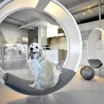 Dog Spa - Square One Interiors - Canadá