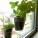 Window Herbs – Ontwerpduo – Netherlands