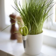 Brussels Herbs – Bas van der Veer – Netherlands