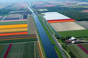 Aerial photos of tulip fields - Bruxelles5 – Netherlands